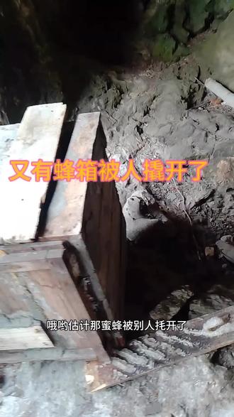 又有蜂箱被人故意撬烂了#诱蜂 #养蜂 #偷蜂贼 @抖音创作小助手