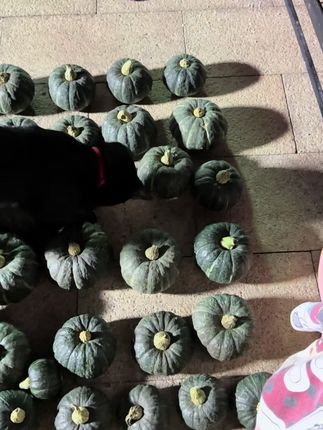 招财家贝贝南瓜还有最后二三十单了,还没囤的赶紧了,收到放干燥阴凉处能保存两三个月,越放越面越放越甜