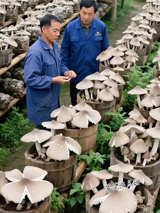 鸡枞菌菌种包#菌子的季节 #人工种植鸡枞 #鸡枞菌#捡菌子的乐趣