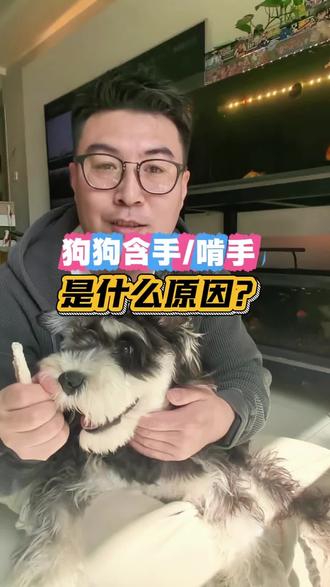 狗狗咬手啃手是什么原因?会咬人吗?#狗狗咬手 #新手养狗养宠经验分享 #狗狗咬人 #狗狗的迷惑行为 #雪纳瑞