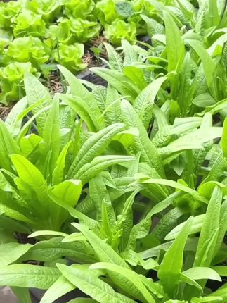 #油麦菜种植 #油麦菜种子 #蔬菜种子 #在家种菜 #阳台小院均可种植