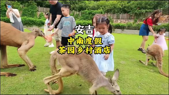 399两天一晚入住中南度假茶园乡村酒店,还包含早餐,中南百草原门票,牧场小火车票,免费停车,淘气堡乐园,萌宠互动等多项权益!#亲子游玩好去处 #元宵就要团团圆圆 #中南度假茶园乡村酒店 #江浙沪周边游 #旅行推荐官(部分日期需加价见详情页)