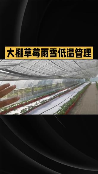 #抖音创作者大会 雨雪天气大棚草莓管理方案你做对了吗