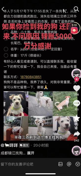 有好心人看到小狗了可以联系一下主人哦#寻狗启事 #锦城逸景 #助力找回丢失狗狗 #网络寻狗