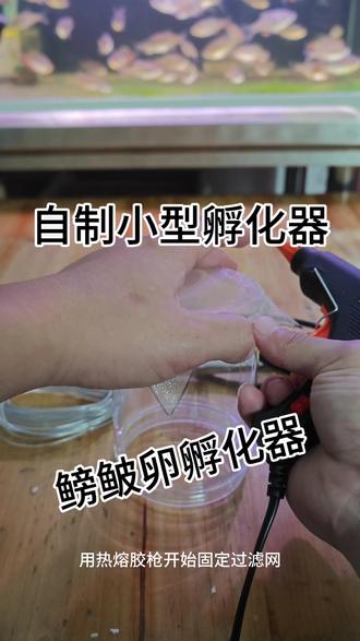 自制鳑鲏鱼卵孵化器 #真实生活分享计划 #自制孵化器 #漳州齐氏鱊 #鳑鲏人工繁殖 #创作者中心