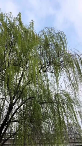 碧玉妆成一树高 ,万条垂下绿丝绦,不知细叶谁裁出 ,二月春风似剪刀!