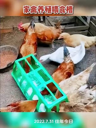 #养殖 #养鸡 #鸡鸭鹅养殖 #农村散养土鸡 #家禽喂食器