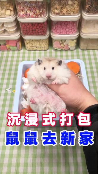 沉浸式打包鼠鼠去新家#仓鼠 #打包视频 #养鼠日常分享 #金丝熊 #金丝熊日常