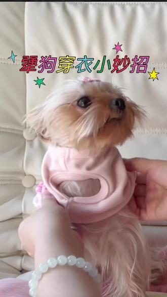 屁崩的造型配哪套衣服好看#狗狗衣服 #狗狗穿衣服教程 #新手养狗攻略 #狗狗保暖衣服 #狗狗造型