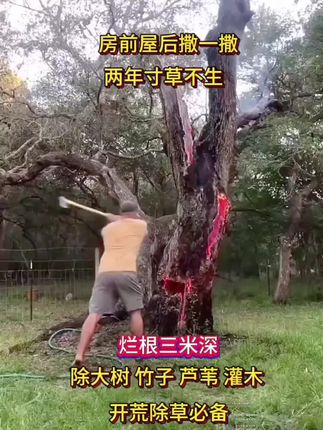 #环嗪酮 #环嗪酮除大树竹子灌木杂草 #环嗪酮颗粒使用方法 #环嗪酮除杂草 #环嗪酮使用方法