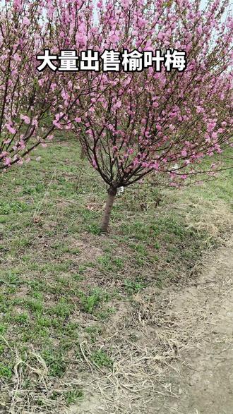 大量供应各种宿根草花,月季花!k18522065367
