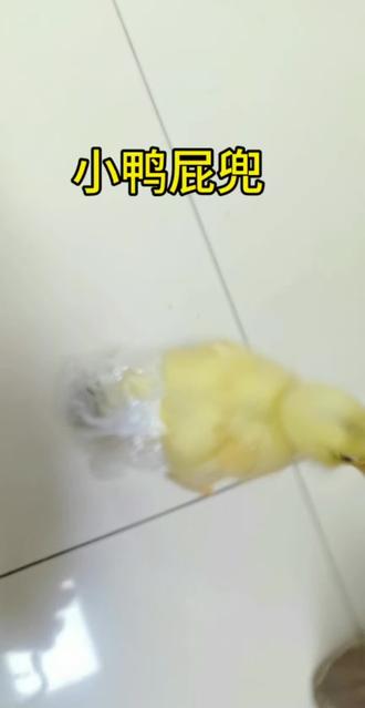 有网友私信我,想要小鸭屁兜怎么做,今天出个小鸭屁兜教程,有需要的朋友可以学一下,鸭子套了这个屁兜就不怕把家里弄脏了#养小黄鸭 #小鸭屁兜 #屁兜 #小鸭鸭