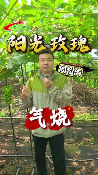 阳光玫瑰气烧如何发生?如何预防? #阳光玫瑰葡萄 #西昌葡萄 #气烧果 #农业技术推广 #康禾方案