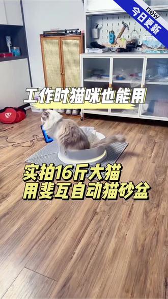 完全无视传感器存在的自动猫砂盆,工作时猫咪也能用,猫咪与猫砂盆完全没有隔阂
#斐瓦自动猫砂盆 #自动猫砂盆 #老手养猫 #养猫好物