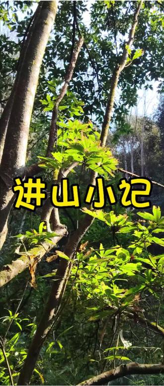 #你的家乡有这种植物吗
寻找好吃的果子,木竹子 俗名竹节子(藤黄科 藤黄属的乔木)一路也看到了一些没见过或只知道名字的植物,累并快乐着😁#