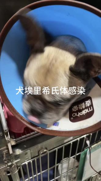犬埃利希体感染,对于贫血,流鼻血出血不止,发热,精神差的狗狗,建议要检查一下埃利希体。这个狗狗严重贫血,通过输血,后针对埃利希体治疗,效果很好。