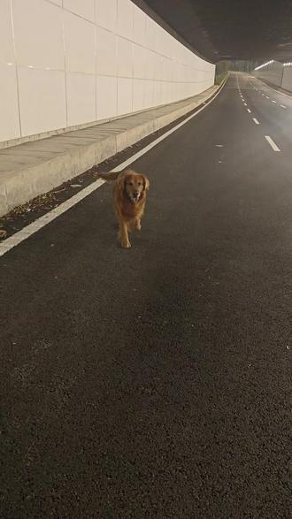 喜欢走前面的狗,千万要看到最后#养狗人 #狗狗 #日常遛狗 #毛孩子 #狗