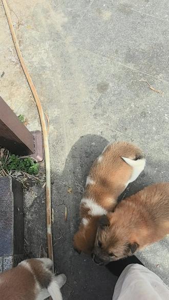 把妈妈饲养刚满月的小狗,带来惠州表弟车行养
本来要带三条的,母狗拼命护抱着,不给还朝拜,后来就留了一条作伴,太有灵性了