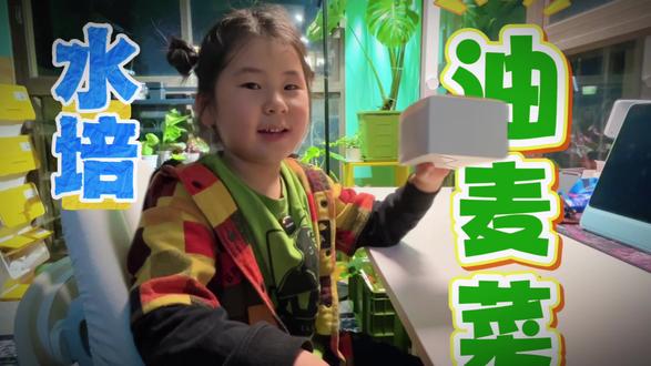 五岁小朋友尝试水培油麦菜