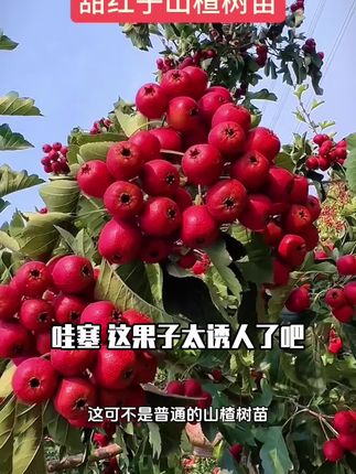 山楂树苗