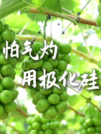 #强烈推荐 #三农种植 #抖音新农人 #服务三农 #葡萄种植