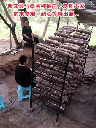 #修文菌心缘马桑菌 #贵州美好推荐官 #我的乡村生活 #地方特色美食 #味道好极了你们想吃吗