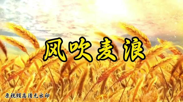 【第62集】风吹麦浪#伴奏MV#伴奏#可替换歌曲#高品质伴奏#风吹麦浪