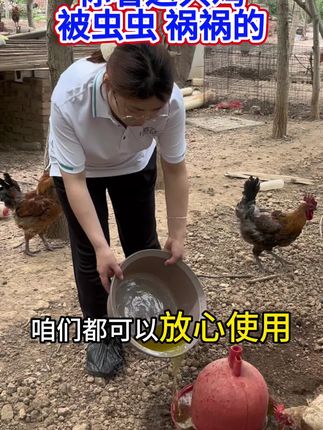 你们看这鸡#科学养鸡 #养鸡人 #养殖小妙招 #三农养殖