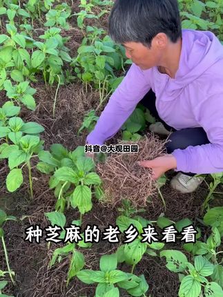 #芝麻种植 #芝麻苗后 #芝麻田间管理 #芝麻种植口诀