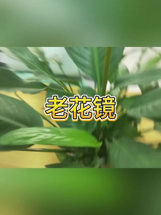 #老花镜 #高清眼镜 #折叠老花镜