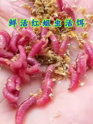 鲜活红蛆虫活饵#红蛆虫 #饵料搭配 #爆款饵料 #野钓鲫鱼 #户外钓鱼