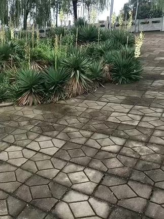 山茶花洗衣液