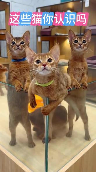 第一集|一分钟带大家认识各种猫#猫咪 #萌宠 #美短 #阿比西尼亚猫 #埃及猫