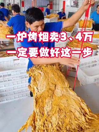 一炉烤烟想要卖到三四万,这件事一定得做好#烤烟 #三农流量扶持计划 #三农 #烟草 #满炉金