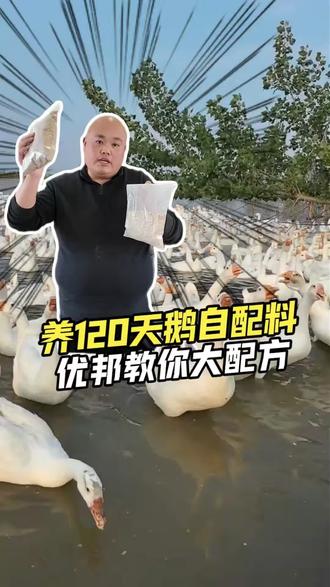 养120天的鹅应该怎么喂我们优邦饲料? #优邦肉鹅饲料 #养鹅小妙招 #饲料源头工厂 #养鹅健康首选优邦