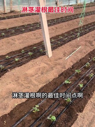 点击小黄车购买瓜类淋茎灌根套餐#种植小技巧 #农业种植 #农业种植技术 #农业知识