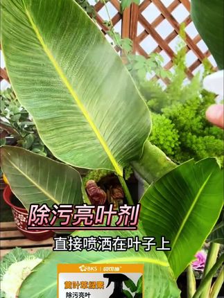 花叶子总是灰蒙蒙的,分享一个小方法,喷一喷就能油光锃亮#爱生活爱养花 #花卉养护 #养花小知识 #养花