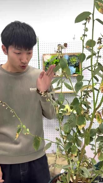 这么凄惨的蓝莓树苗,还能救活他们,花友们有没有遇到同类型的问题?