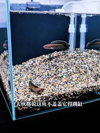 鱼竿盖板