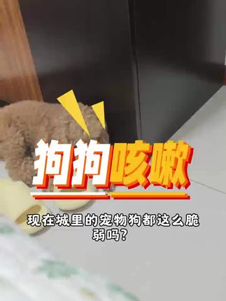 狗狗突然咳嗽怎么办#狗狗咳嗽 #狗狗感冒 #狗狗呼吸道感染 #狗狗流鼻涕 #狗狗肺炎