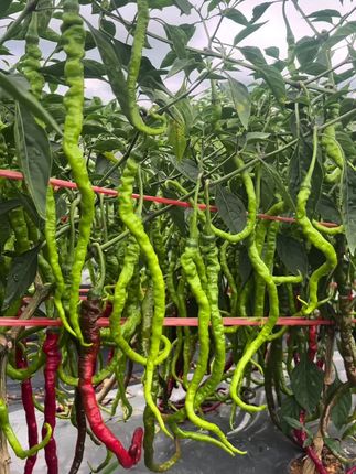 #三农 #辣椒🌶 做酸辣椒炒菜太香,青椒炒肉更香