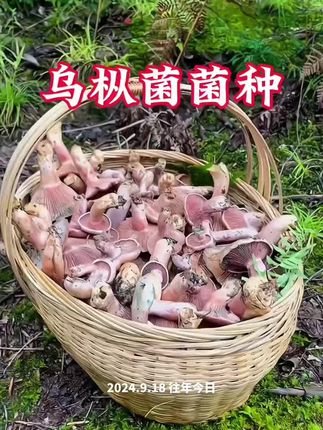 #乌枞菌菌种 #人工种植菌种 #食用菌栽培 #菌种菌包 #种蘑菇