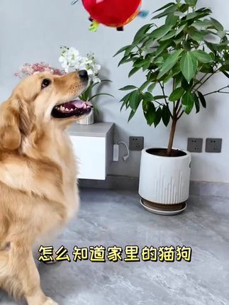 宠物猫狗通用医院同款狂犬病毒检测试纸RBV病毒检测卡!养宠之家有了它安全多了 #狂犬病检测卡#狂犬病#猫狗通用#宠物好物