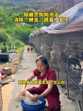 猫狗身上跳蚤、蜱虫很多措手不及,尝试一下这个方法泡澡 #创作灵感 #养狗经验分享 #养狗小妙招 #如何给狗狗驱虫 #新手养狗