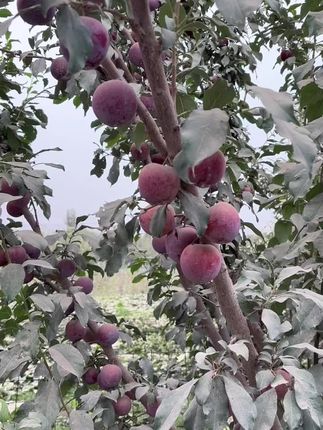 新疆水果天花板——味王,甜度20+,而且能把人香迷糊#味王 #杏李 #恐龙蛋