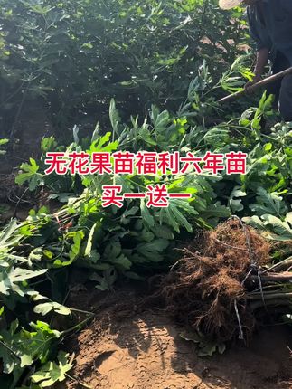 #无花果苗#家庭种植#果树苗