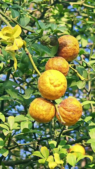 #橘:
生于淮南则为橘
生于淮北则为枳