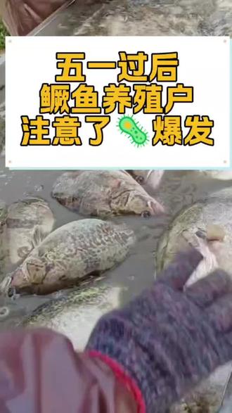 五一过后温度回升,鳜鱼鱼病彻底爆发,#鳜鱼养殖#水产养殖技术 #鳜鱼