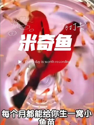 【精品红米奇鱼】新手胎生热带鱼🐠直接生小鱼 - 成活率 98%,每月繁殖 20-30 尾 #抖音水族宠物# 夏季养鱼季 #胎生鱼特惠# 鱼缸新手必备