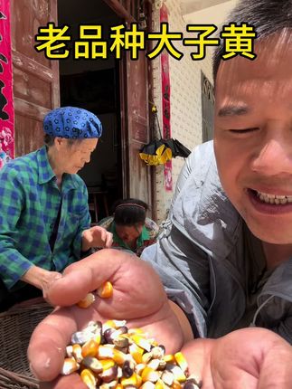 年纪越大,对老品种的农作物更有感情,特别是这个pie趴#老品种玉米 #农村生活 #米拉洋芋